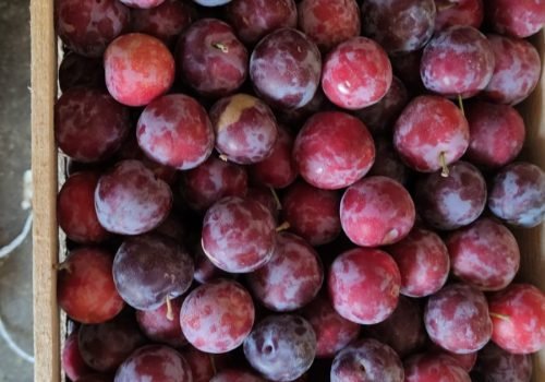 WhatsApp Image 2025-10-15 at 11.09.55 AM (3)