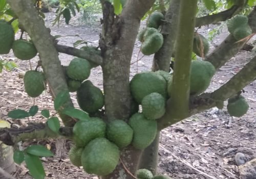 WhatsApp Image 2025-10-15 at 11.09.56 AM (12)