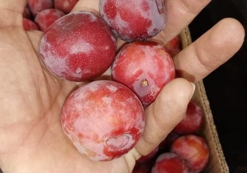 WhatsApp Image 2025-10-15 at 11.09.59 AM (8)