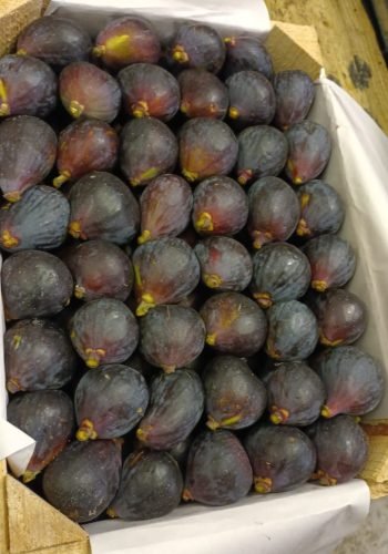 WhatsApp Image 2025-10-15 at 11.09.59 AM (9)