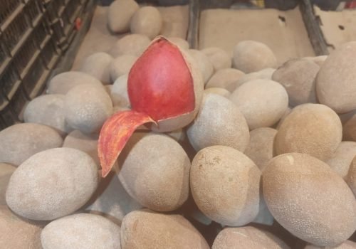 WhatsApp Image 2025-10-15 at 11.10.01 AM