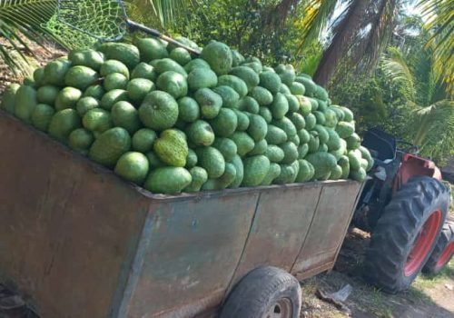 WhatsApp Image 2025-10-15 at 11.10.04 AM (3)