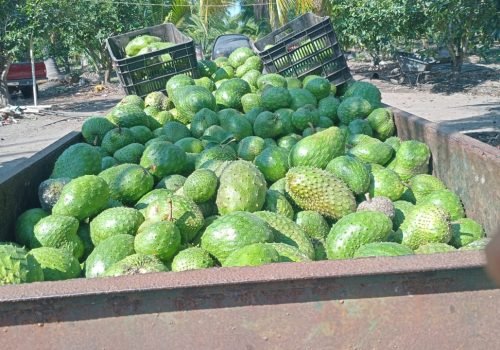 WhatsApp Image 2025-10-15 at 11.10.04 AM (4)