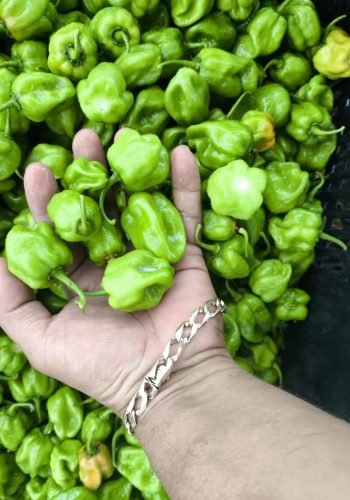 WhatsApp Image 2025-10-24 at 12.45.53 PM (2)