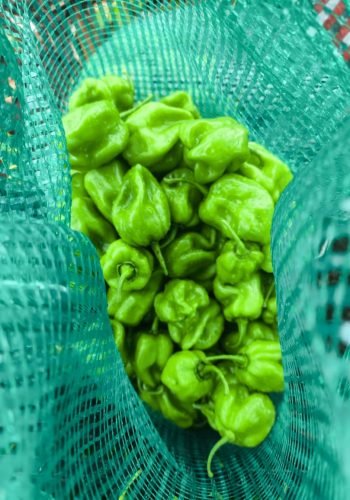 WhatsApp Image 2025-10-24 at 12.45.53 PM (4)