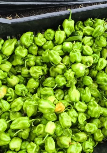 WhatsApp Image 2025-10-24 at 12.45.53 PM